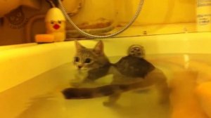 Кошки любят воду и хотят купаться ★ Смешные и забавные коты!
