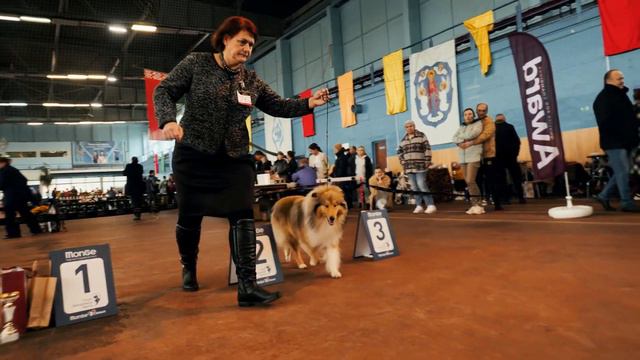 Выставка Колли 22 10 смотреть онлайн