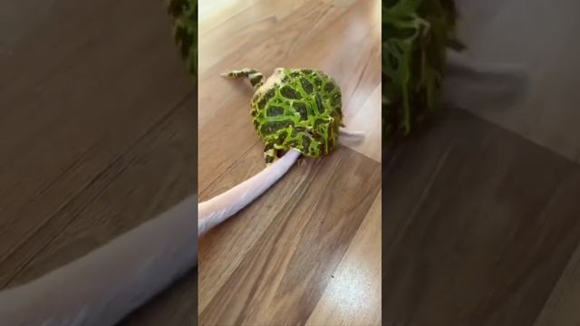 62d4fc1f5c5847b58bcc34d958d2c927 смотреть онлайн