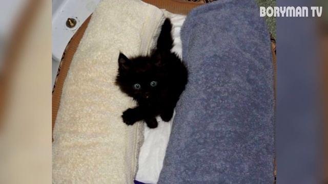 ОНА УСЛЫШАЛА ГЛУХИЕ УДАРЫ О МУСОРНЫЙ БАК! КОГДА ОНА УВИДЕЛА В ЧЕМ ДЕЛО, ВОЛОСЫ ВСТАЛИ ДЫБОМ! смотреть онлайн