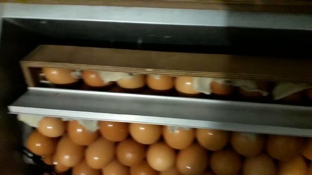 Вместимость Инкубатор Блиц-72 с надставкой куриное яйцо смотреть онлайн