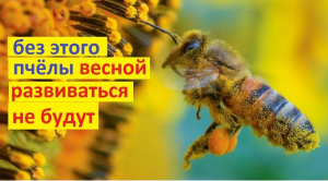 Пять ресурсов, которые необходимы пчёлам, для успешного развития весной. Иначе толку не будет.