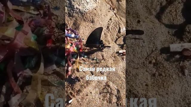 САМАЯ РЕДКАЯ БАБОЧКА смотреть онлайн