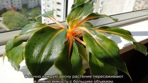 Цветок хлорофитум оранжевый — описание и уход