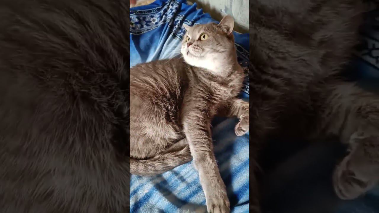 Барыня Ришельё зацепилась за материальный мир #cat смотреть онлайн