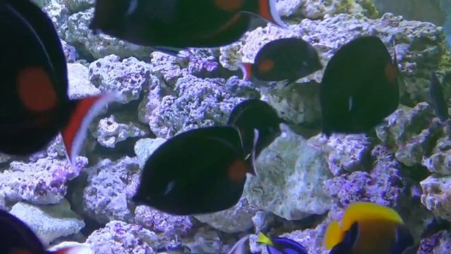 Introducing New Life AlgaeMAX and Algae/Gel смотреть онлайн