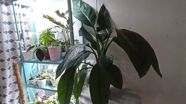 Спатифилум Сенсация, пересадка, уход 24.07.22  #спатифиллум #спатифиллумсенсация #спатифиллумуход
