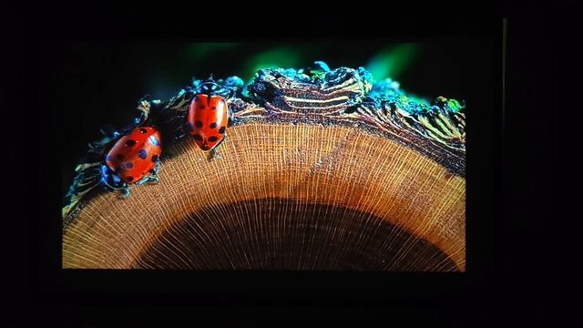 Tonzo S4 / Wzatco S4 full HD projector with HDMI ARC | android 9.0 | Dolby audio | unboxing | revie смотреть онлайн