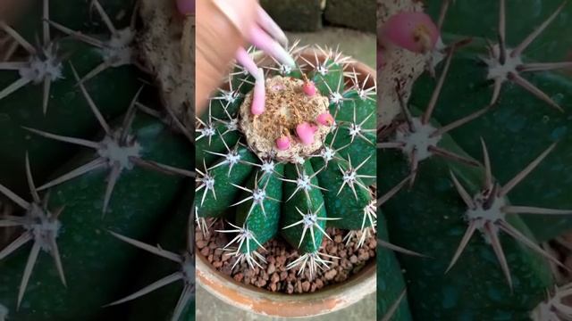 Harvesting seedpods from my Melocactus Violaceus! #melocactus #cactus #cacti #planting #foryou #fyp смотреть онлайн
