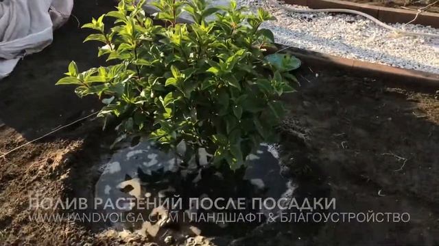 Полив растений после посадки. Ландшафт на Волге. Ландволга