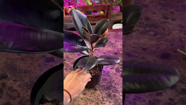 Why Rubber Plant Trees Loose Leaves смотреть онлайн