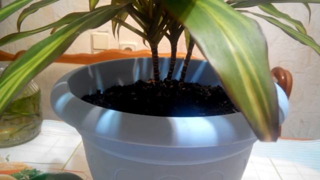 Cordyline ,,KIWI,,
