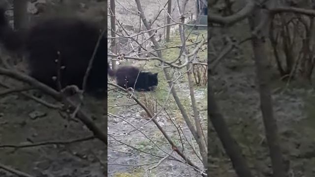 Собачка "Помчи" и кошка ловят мышку смотреть онлайн
