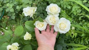 Немного о сортах роз! Роза Боинг??♀️??♀️??♀️