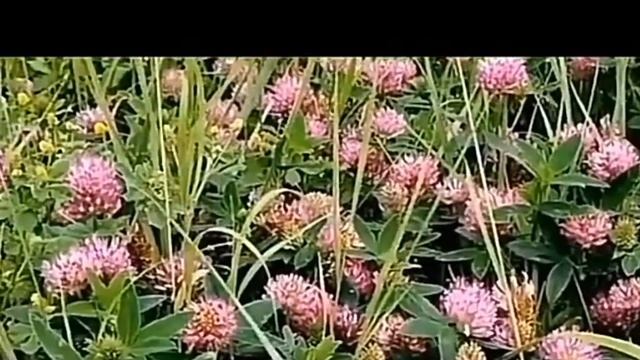 Клевер луговой полевое растение для чистки сосудов головного мозга Как пить красный клевер смотреть онлайн