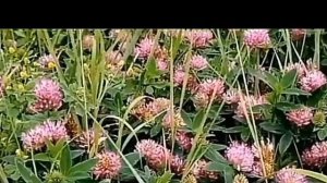 Клевер луговой полевое растение  для чистки сосудов головного мозга  Как пить красный клевер
