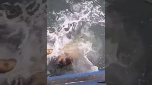 Морской котик приплыл к лодке, как ручной