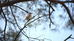 Репел / весеннее пение / коноплянка.