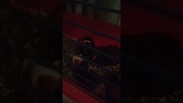 Поёт морская свинка. Угадайте, какая? смотреть онлайн