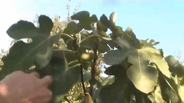 Инжир 3 сентября смотреть онлайн