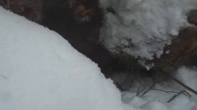 Сезон 2013. Саяны. Соболь. Охота с ЗСЛ. смотреть онлайн