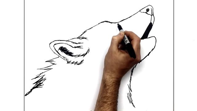 How to Draw A Howling Wolf | Step by Step смотреть онлайн