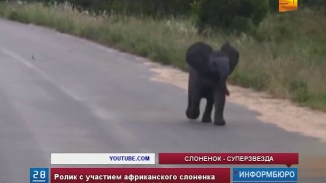 Слоненок из Южной Африки стал звездой Интернета смотреть онлайн