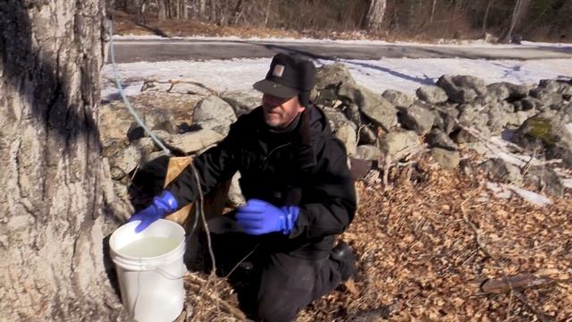 Maple Sap Buckets Frozen Solid, Not Good For Maple Syrup... смотреть онлайн