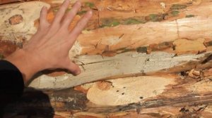 Сруб бани 3х5