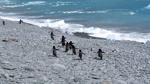 Adele Penguins in South Orkney смотреть онлайн