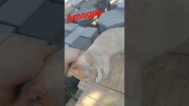 Сфинкс с шерстью смотреть онлайн