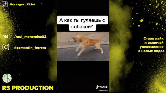 СМЕШНЫЕ ВИДЕО С ТИКТОК ПРО ЖИВОТНЫХ 2 смотреть онлайн
