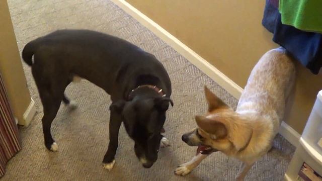 Мишка и Гришка играют в футбол — американская сказка на ночь