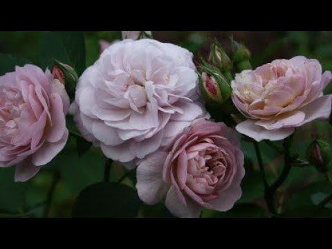 Розы от Полины Козловой и питомника Нью Джерси смотреть онлайн