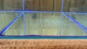 Нерест тернеции глофиш через 2 недели после сцеживания икры