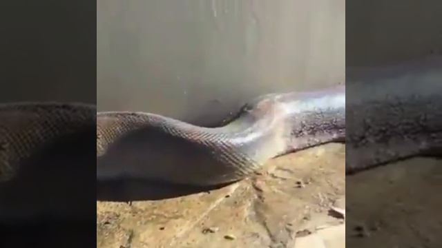 Самая большая анаконда! !!!!!!!! смотреть онлайн