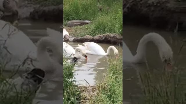Дикие лебеди как живут у меня дома. смотреть онлайн