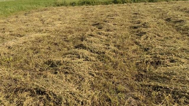 Люцерна Выращивание люцерны Люцерна на сено Отвечаю на комментарии Сельсекая Жизнь смотреть онлайн