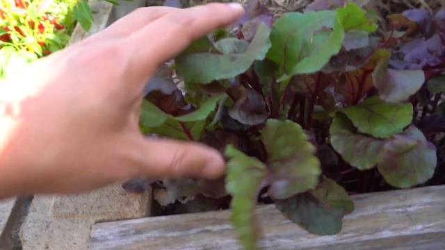Cool Weather Vegetables You Should Grow In Your Garden смотреть онлайн