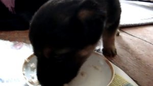 Кормление Немецкой овчарки  в 1 месяц.