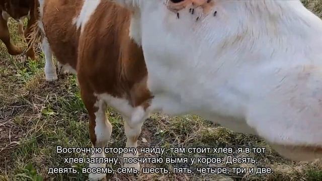 Заговор от мастопатии На капусту смотреть онлайн