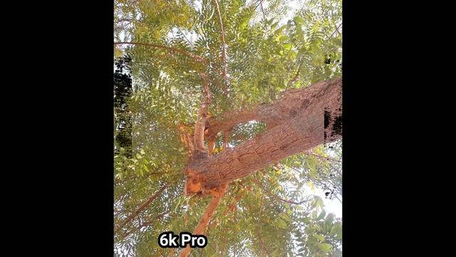 BlackMagic Pocket Cinema Camera 6K Pro vs Canon EOS C70 Camera Test смотреть онлайн