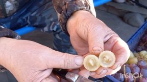 Виноград новинки для хранения + ОБРАЩЕНИЕ !