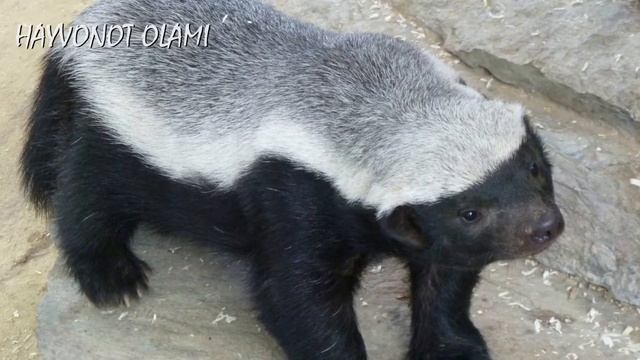 Дунёдаги энг тажовускор хайвон смотреть онлайн