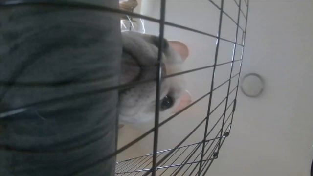 Frenchie Escape - GiGi escaping from her Corral as Thor watches on. смотреть онлайн