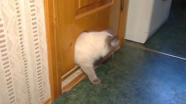 Невская маскарадная кошка смотреть онлайн