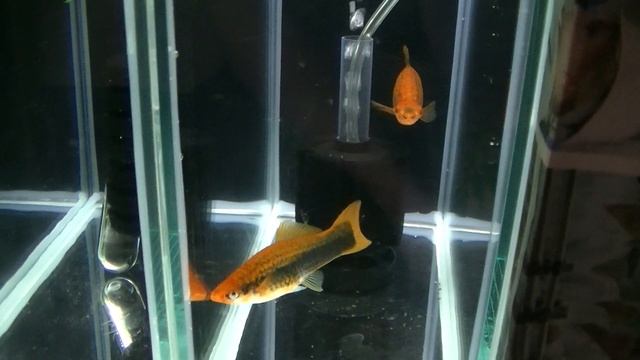 Разводня на Дому "Дождался" смотреть онлайн