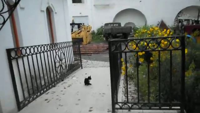 Kociaki / Котики смотреть онлайн