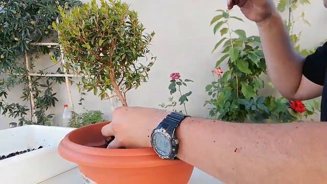 MIRTO | Myrtus Communis