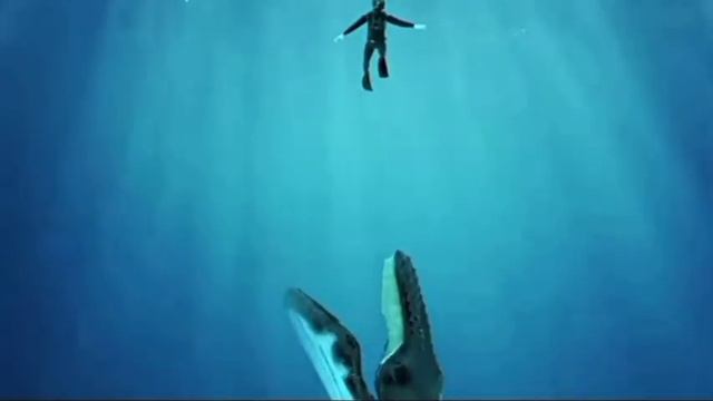 What If You Get Eaten By A Whale? What If A Whale Swallows You? Amazing Facts About Whale